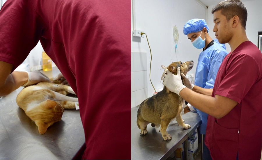 ‘Mateo’ y ‘Pepe’, entre los primeros 135 animales esterilizados en ‘Salutón de la Mascota’