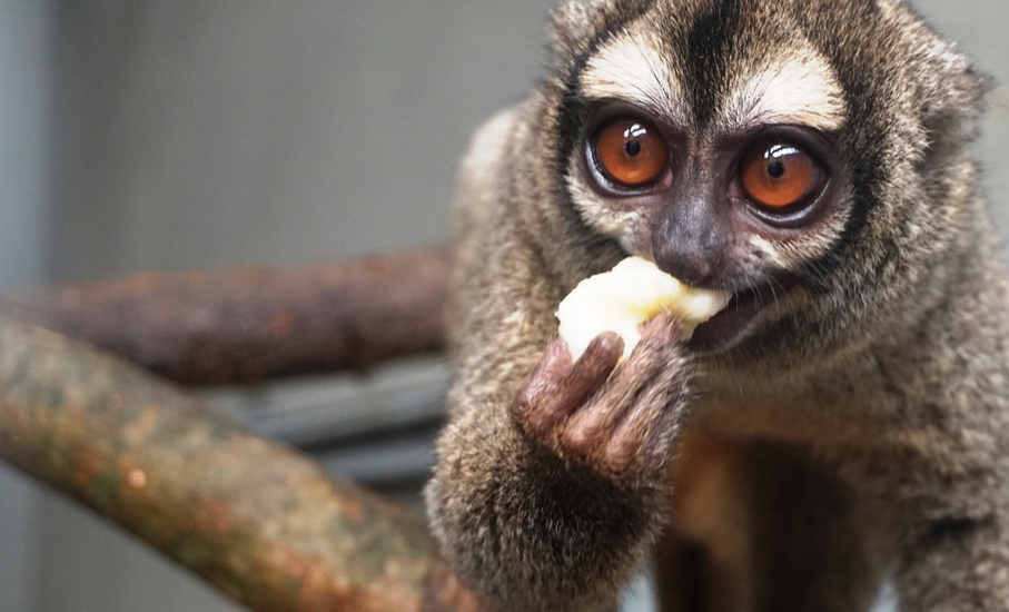 Mono nocturno, nueva especie en el Zoológico de Barranquilla