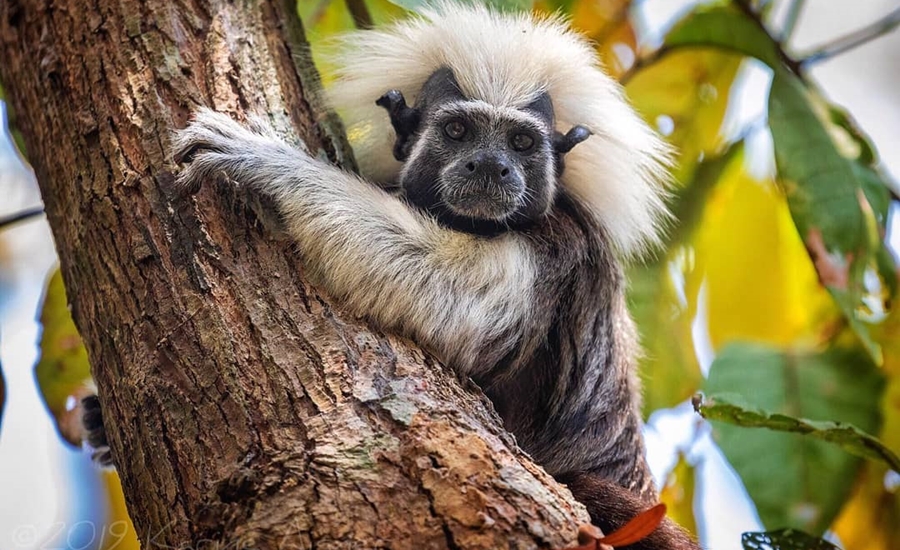 Proyecto Tití gana en los Premios Latinoamérica Verde 2019