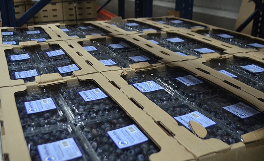 Puerto de Barranquilla inicia exportación de arándanos a través de su bodega de refrigerados