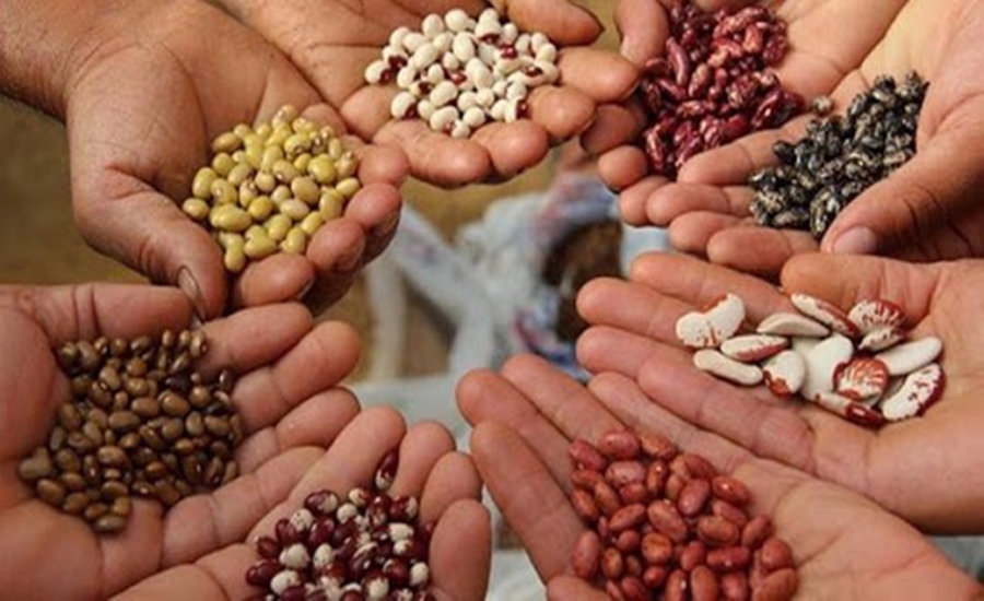 Medio siglo de lucha por semillas y variedades vegetales de buena calidad