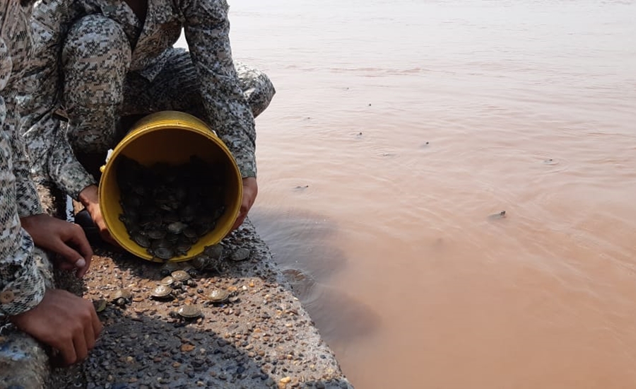 Armada de Colombia liberó 200 tortugas en el río Putumayo