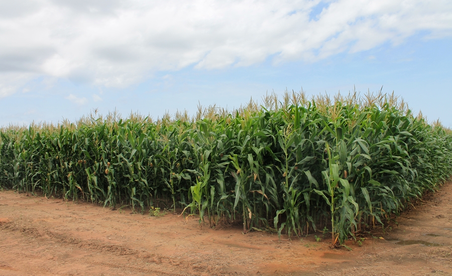 Frente al Covid-19, AGROSAVIA y aliados buscan intensificar producción para contribuir a la seguridad alimentaria de la región.