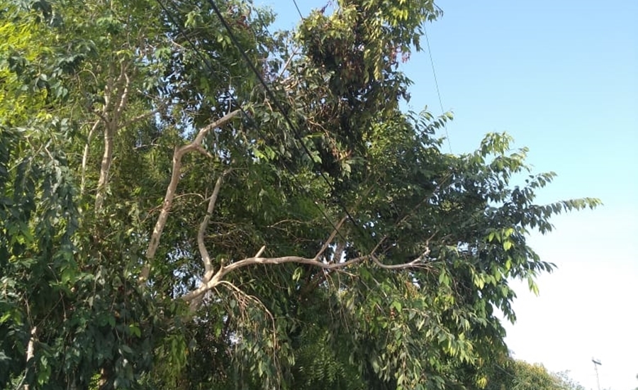 Poda de un particular ocasionó interrupción en el servicio de energía en Campeche