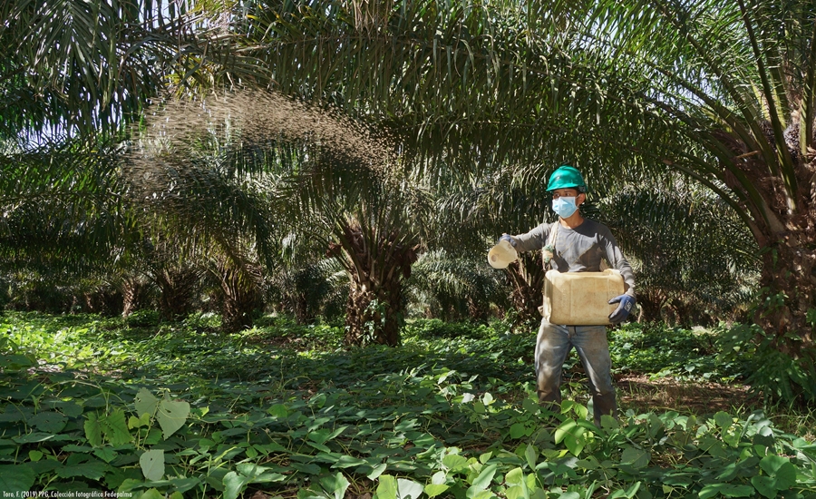 Fedepalma y Cenipalma, a la vanguardia en medidas de prevención y mitigación por Covid-19 en sector palmicultor