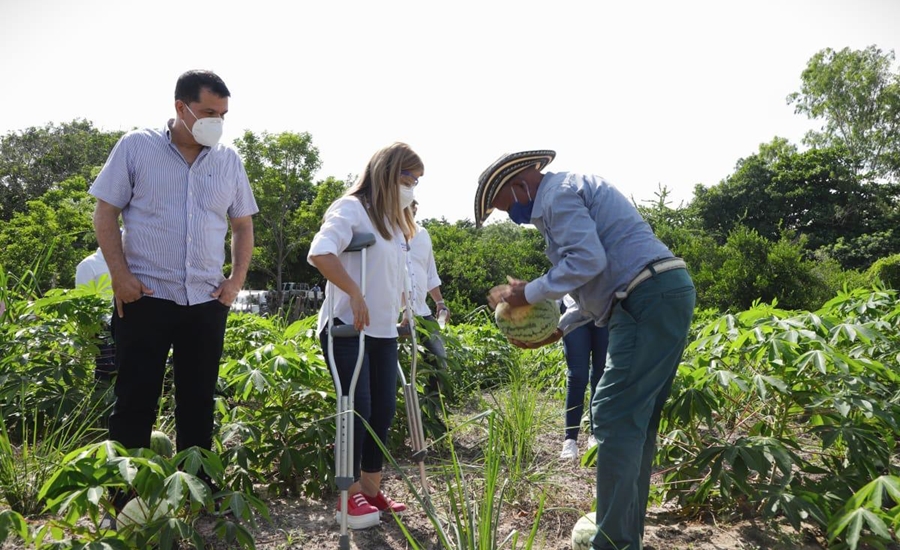 «Con programa de sustitución, beneficiaremos a 700 productores afectados por el Dragón Amarillo”: Elsa Noguera