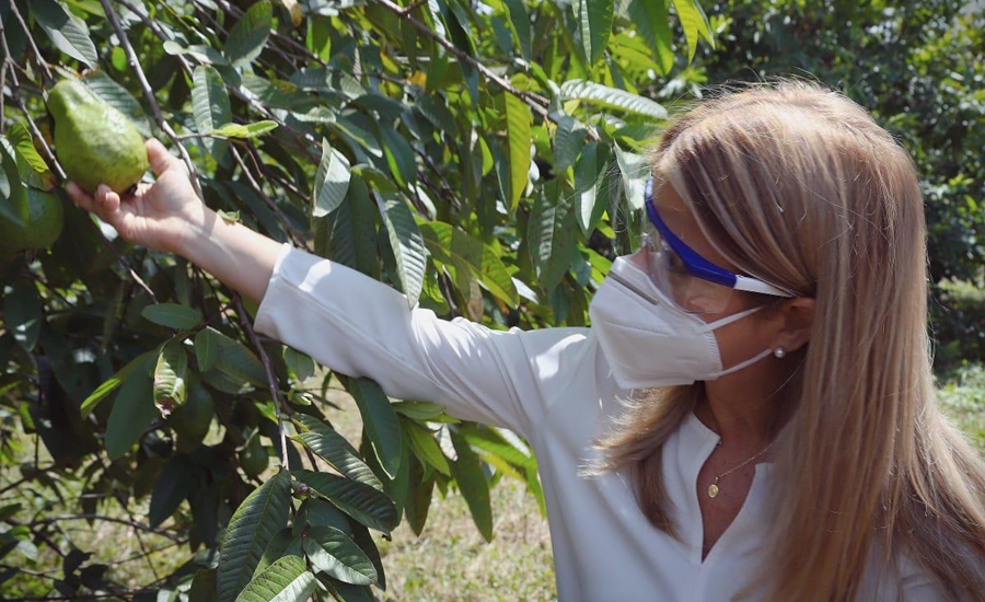 ”El Festival de la Guayaba endulzará este fin de semana de Sazón Atlántico”, Elsa Noguera