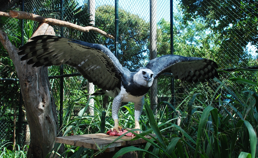 Gerico, nuevo padrino del águila harpía en el Zoológico de Barranquilla