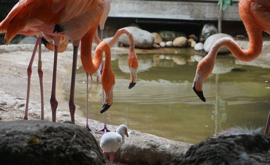 Nació primer flamenco en la historia del Zoológico de Barranquilla