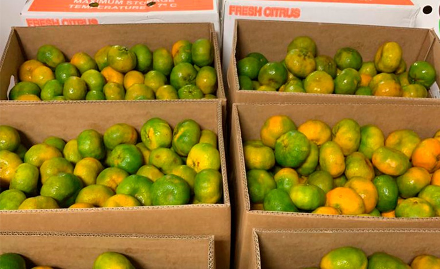 Desde el Puerto de Barranquilla 19.584 kilos de mandarinas fueron exportadas a Puerto Rico