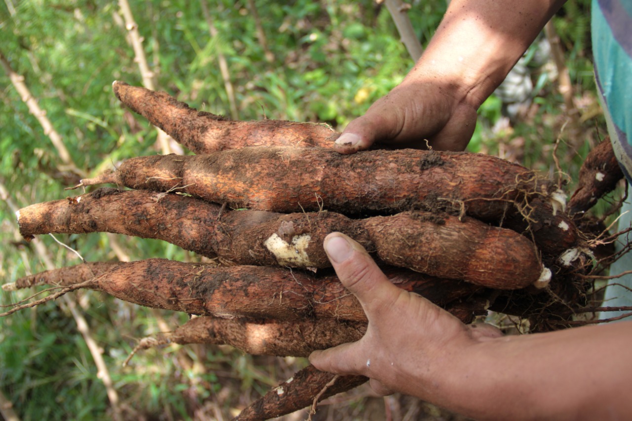Avanza investigación que busca nuevas variedades de yuca para garantizar seguridad alimentaria en la región Caribe