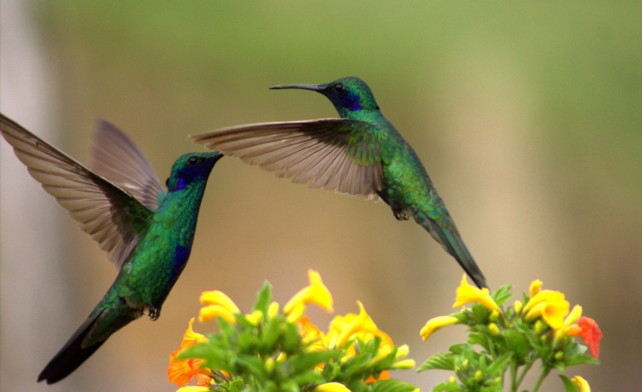 La C.R.A se suma a la celebración de las aves