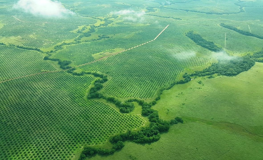 Sector palmero no es motor de deforestación en Colombia