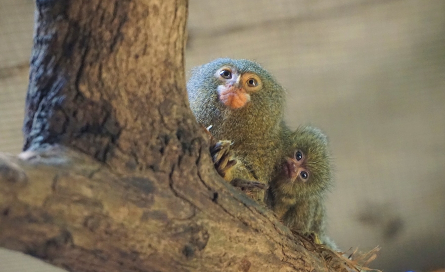Nuevos nacimientos en el Zoológico de Barranquilla