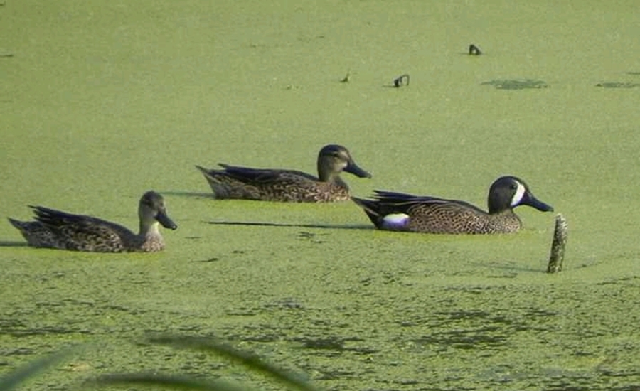 Guardaparques del Santuario de Flora y Fauna Ciénaga Grande de Santa Marta promueven la protección del pato barraquete