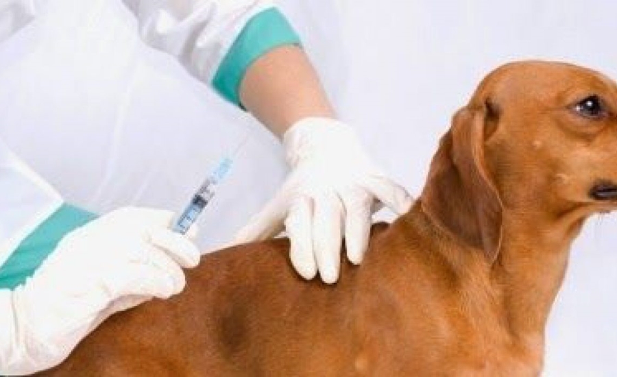 Por el bienestar animal, primera jornada de atención integral en SENA Malambo