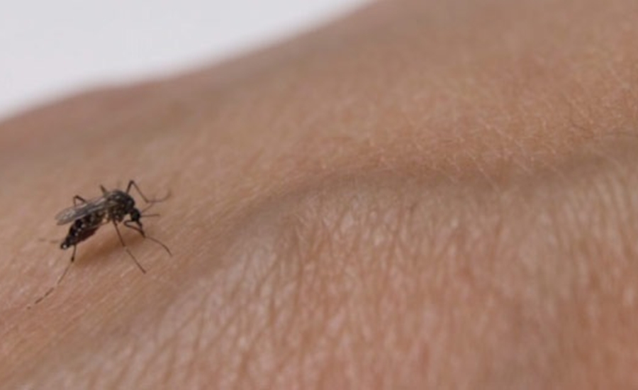 Conozca qué es el dengue y cuáles son los síntomas de alarma