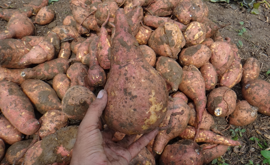 Región Caribe exportará 25 toneladas de batata a Europa
