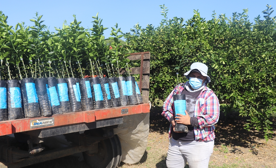 AGROSAVIA e ICA entregaron 3250 árboles de cítricos certificados y libres de enfermedades a productores en Atlántico