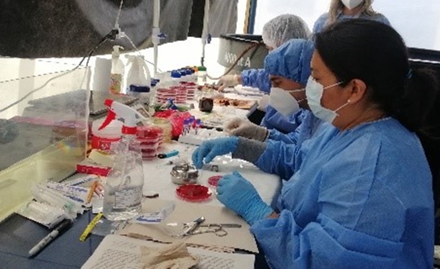 Primeros resultados de estudios sanitarios del Pez Basa en Colombia