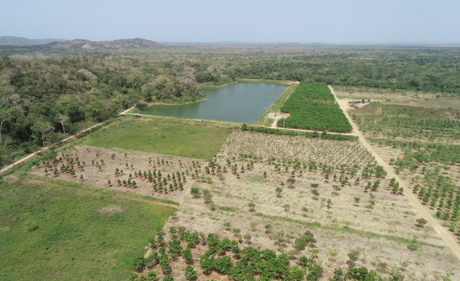 Barranquilla nuevamente es reconocida entre las ciudades árbol del mundo