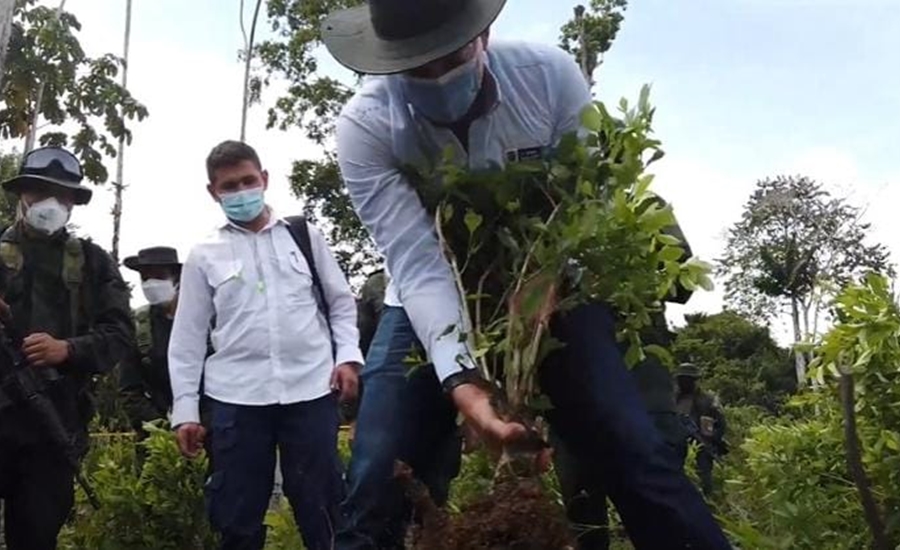 Ministro de Justicia, Wilson Ruiz confirmó que la productividad en erradicación de cultivos ilícitos ha aumentado un 83%