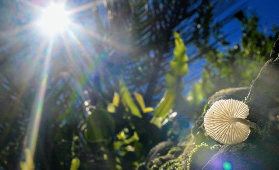 Abierta convocatoria para participar en Concurso Nacional de Fotografía Ambiental y Social en zonas palmeras 2021