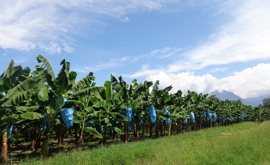 Proyecto °AHoRa busca mejorar productividad y rentabilidad de productores de plátano y banano en América Latina y El Caribe
