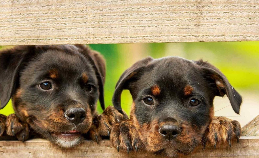 Los perros, vieja compañía en la música vallenata