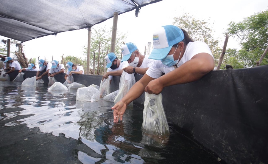 Con siembra de 30 mil alevinos, C.R.A reactiva actividad piscícola en Santo Tomás y Sabanagrande.