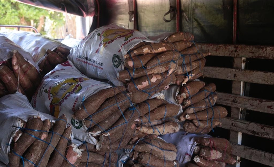 Gobernación del Atlántico apoya a campesinos del departamento para la comercialización de la yuca