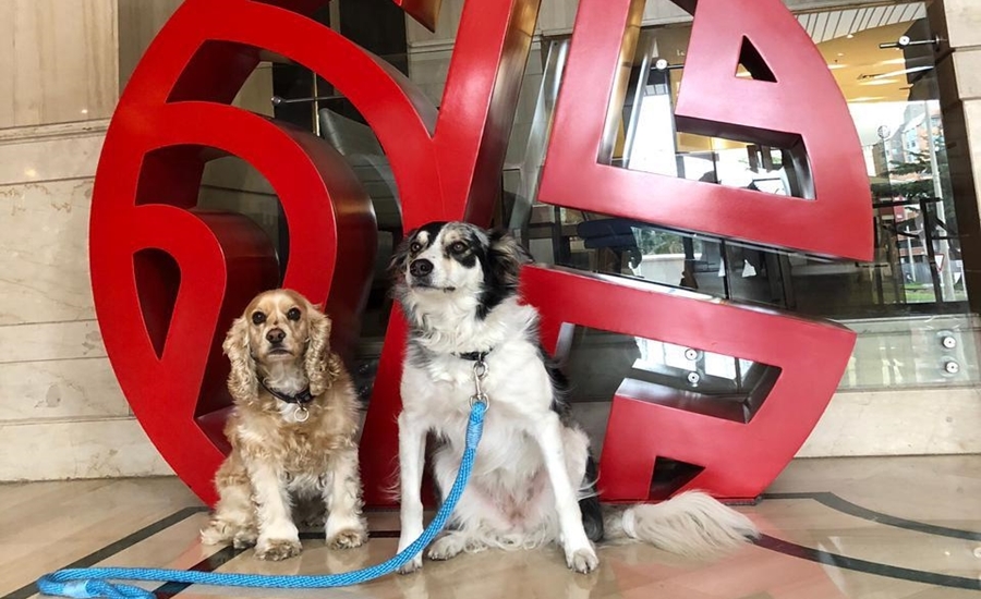 Descubre en tu camino el hotel NH donde tu mascota es bienvenida