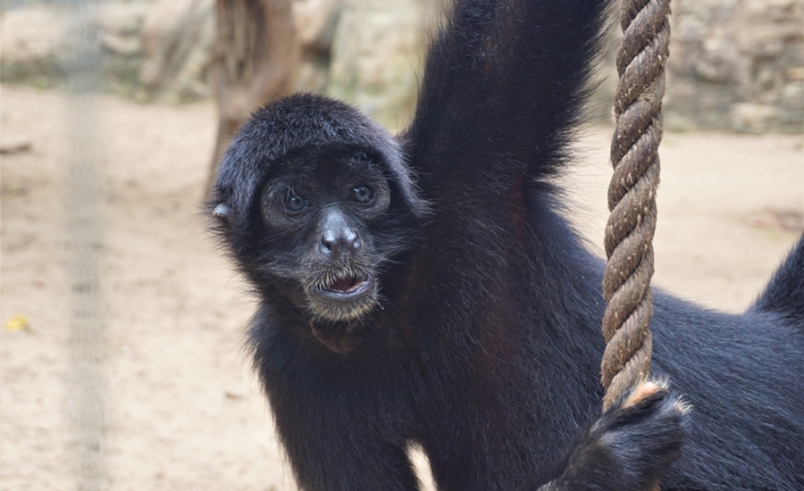 ¡En el Día del Niño, conviértete en Cuidador del Zoo por un día!