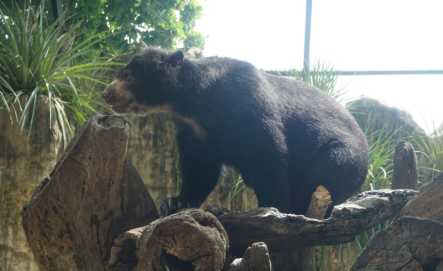 «En buenas condiciones de salud y bienestar se encuenta oso de anteojos»: Zoo de Barranquilla