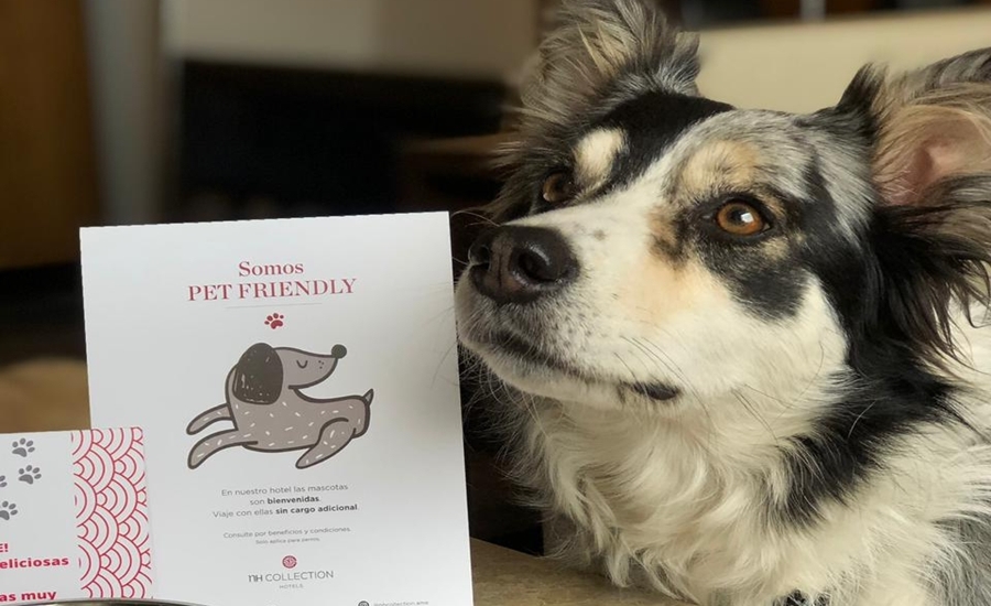 En Colombia son tendencia los Hoteles Pet Friendly