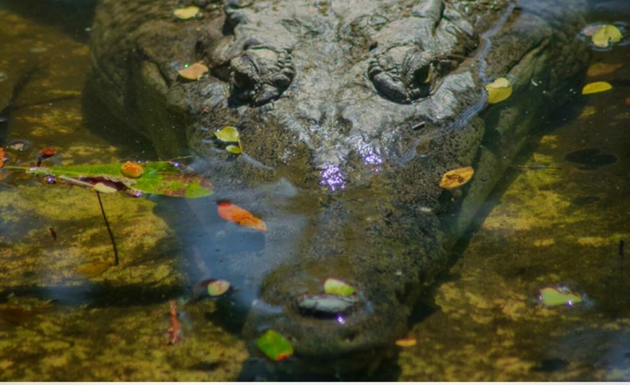Zoológico de Barranquilla y Parques Nacionales Naturales de Colombia trabajan por la protección del caimán aguja
