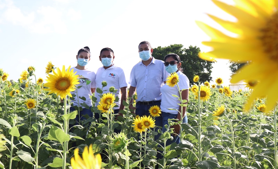 Malambo lanza ruta ecoturística de girasoles