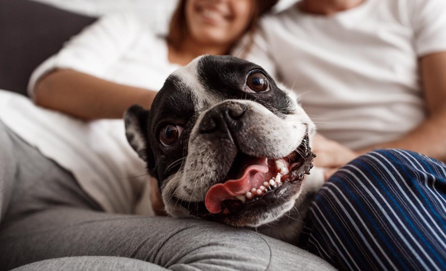 Nh Hotel group, en Alianza con Laika, fortalece programa Pet Friendly