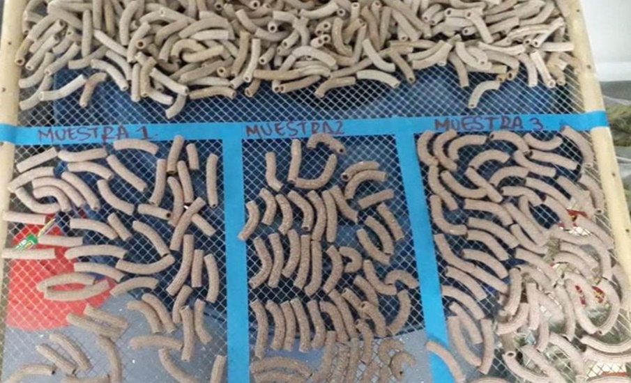 Nutricionista y Docente de Uniatlántico obtienen patente para la elaboración de pastas a base de Mijo, como alternativa alimenticia sin gluten
