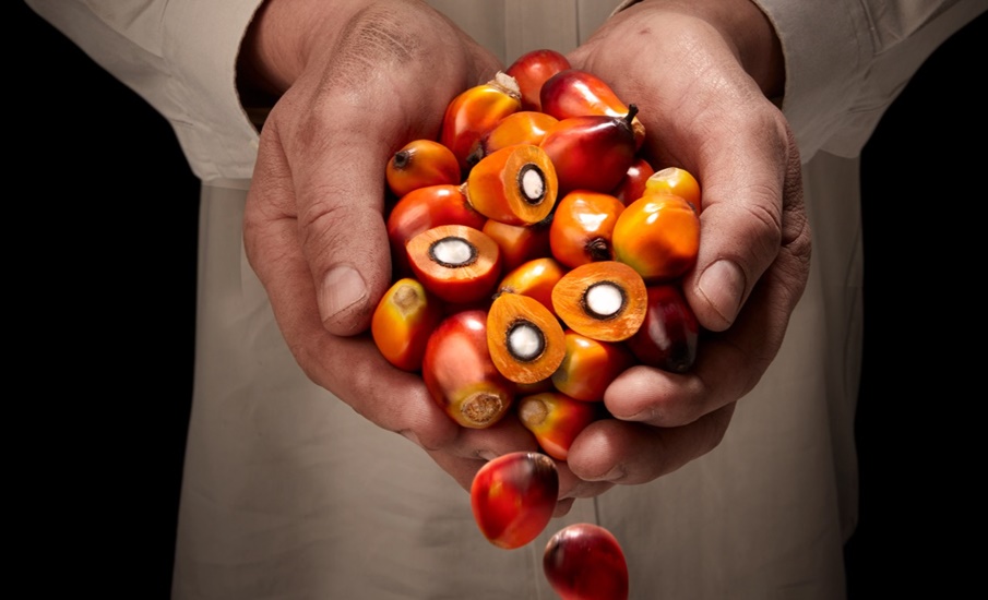 Fedepalma en Expo Agrofuturo le apuesta al aceite de palma sostenible
