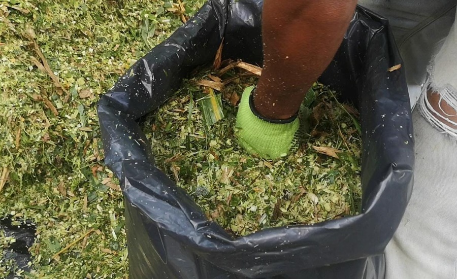 AGROSAVIA entrega 24 toneladas de silo de sorgo y maíz a productores de Atlántico