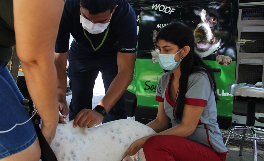 Bienestar animal en Barranquilla: en lo corrido de 2022 se han esterilizado 665 perros y gatos en 20 barrios