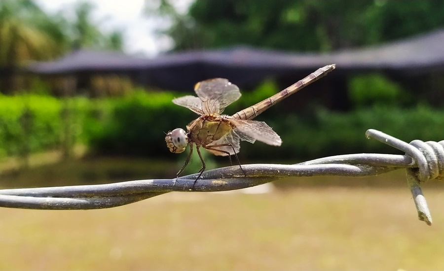 Fedepalma abre convocatoria para participar en Concurso Nacional de Fotografía Ambiental y Social en zonas palmeras 2022