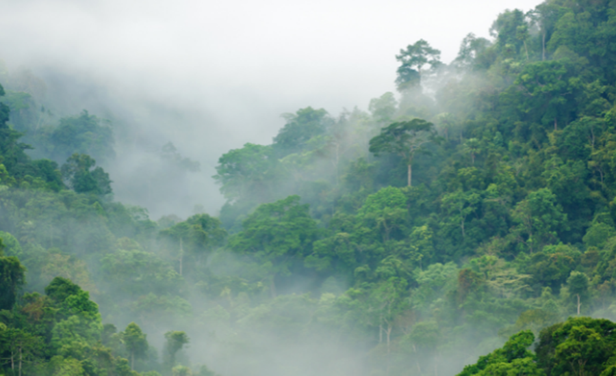 A través de las lluvias, investigadores analizan la transición entre la sabana y el bosque
