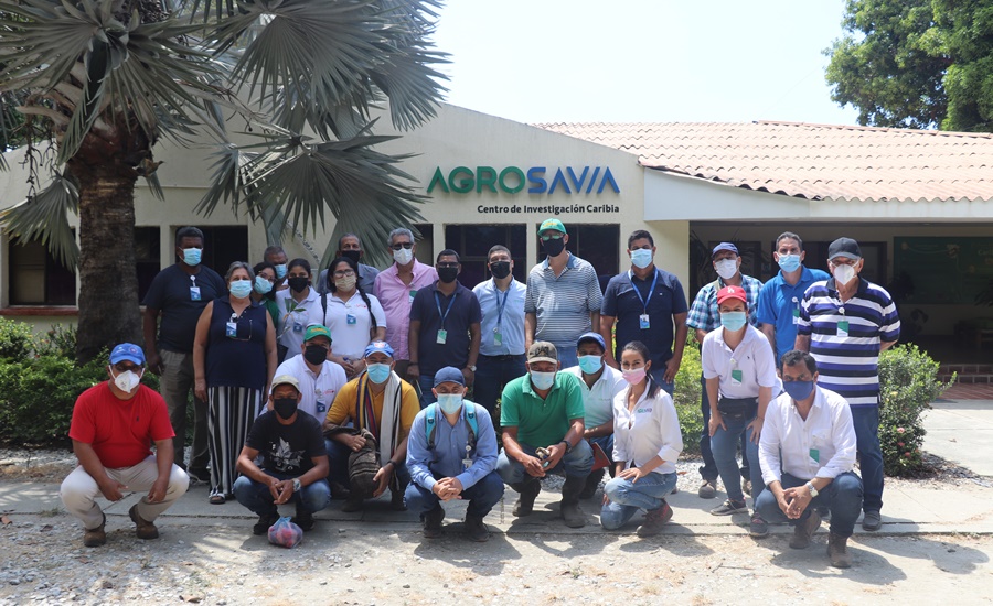 AGROSAVIA brinda acompañamiento técnico para impulsar cultivo de marañón en la región Caribe