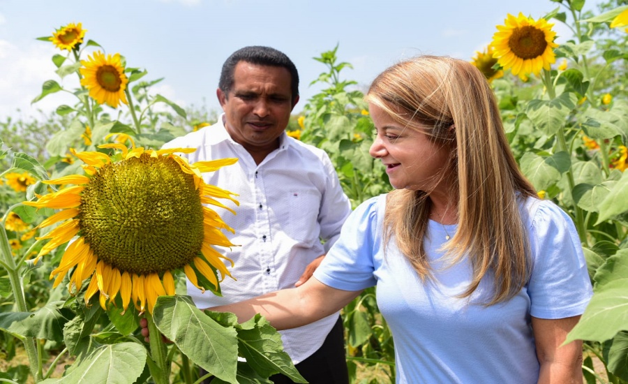 “Regresa la Ruta del Girasol a Pital de Megua, esta vez con unos tallos y flores impresionantes”: Elsa Noguera
