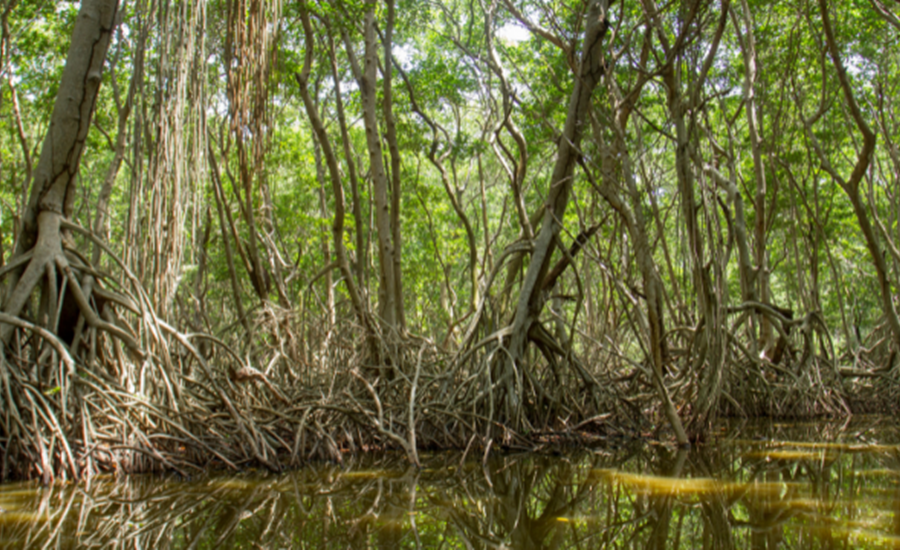 ‘Manos a la ciénaga’: súmate a la conservación de la Isla Salamanca