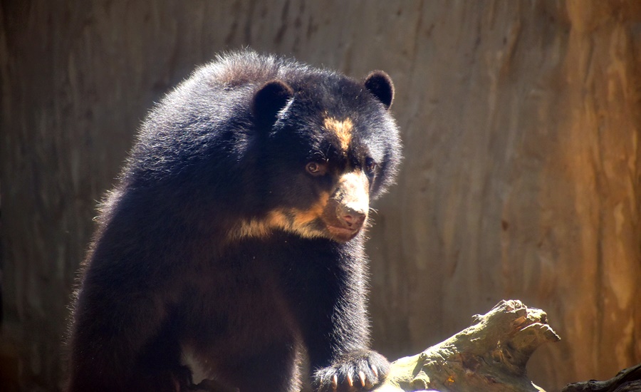 Un osito de anteojos, el nuevo embajador del Zoológico de Barranquilla