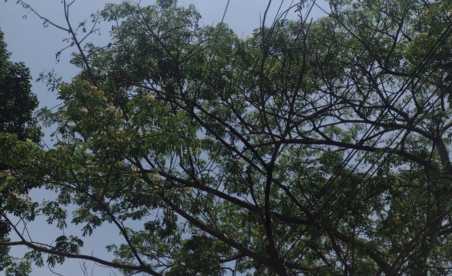 Vendaval afectó servicio de energía en Palmar de Candelaria, San Juan de Tocagua e Hibácharo