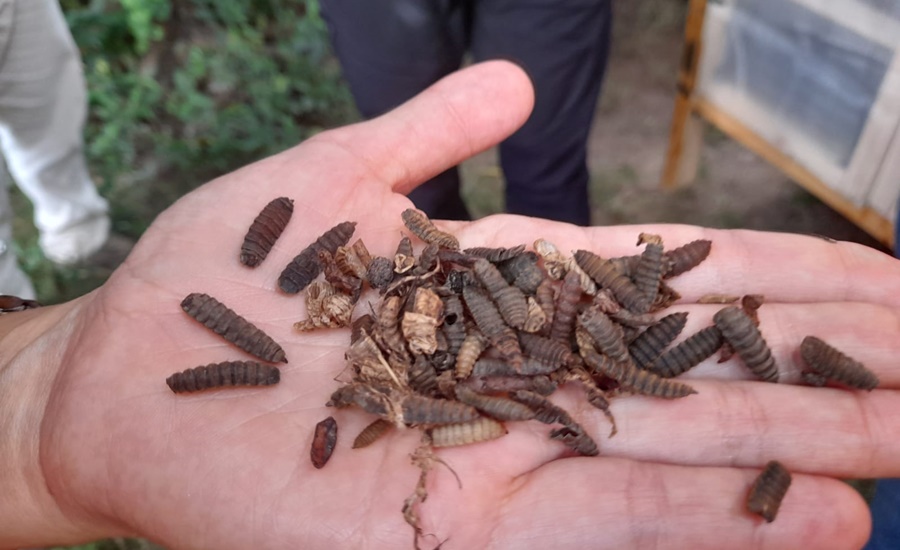 Habitantes del Sur del Magdalena se capacitan en producción de la Mosca Soldado Negra en la Casa Campesina